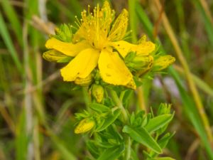 Hypericum perforatum - St. John's Wort - Äkta johannesört