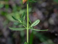 Hypericum perforatum Trollskogen, Klagshamns udde, Malmö, Skåne, Sweden 20240806_0283