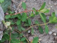 Hypericum perforatum Väderögatan Malmö, Skåne, Sweden 20170826_0027