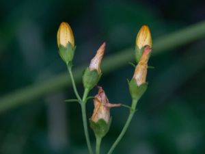 Hypericum pulchrum - Slender St. John´s Wort - Hedjohannesört