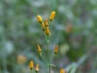 Hypericum pulchrum Mörtevatten, Kungälv, Bohuslän, Sweden 20190717_0139