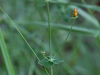 Hypericum pulchrum Mörtevatten, Kungälv, Bohuslän, Sweden 20190717_0141