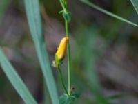 Hypericum pulchrum Mörtevatten, Kungälv, Bohuslän, Sweden 20190717_0144