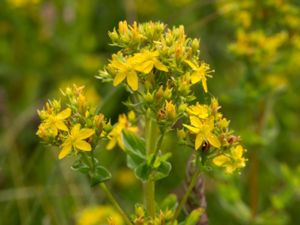 Hypericum tetrapterum - Square-stalked St. John's Wort - Kärrjohannesört