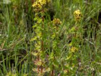 Hypericum tetrapterum Dagstorps mosse, Kävlinge, Skåne, Sweden 20160707_0046