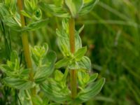 Hypericum tetrapterum Husie mosse, Malmö, Skåne, Sweden 20150623_0083