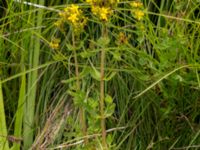 Hypericum tetrapterum Husie mosse, Malmö, Skåne, Sweden 20150719_0009