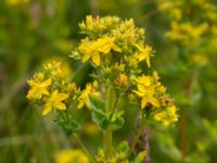 Hypericum tetrapterum Husie mosse, Malmö, Skåne, Sweden 20150719_0011