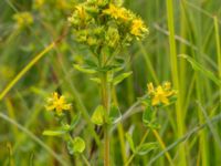 Hypericum tetrapterum Husie mosse, Malmö, Skåne, Sweden 20150719_0012