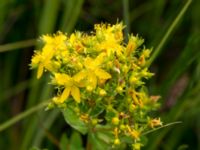 Hypericum tetrapterum Husie mosse, Malmö, Skåne, Sweden 20150719_0015