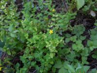 Hypericum tetrapterum Svirskoye ushele, Lazarevskoye, Krasnodar, Russia 20160913_0456