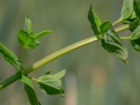 Hypericum tetrapterum Toarpsdammen, Malmö, Skåne, Sweden 20190621_0176