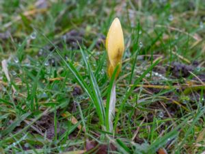 Crocus angustifolius - Cloth-of-gold Crocus - Strimkrokus