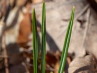 Crocus biflorus 400 m NNO Brånebjär, Svedala, Skåne, Sweden 20180406_0012