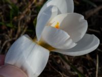 Crocus biflorus Djungelparken, Bunkeflostrand, Malmö, Skåne, Sweden 20210325_0006