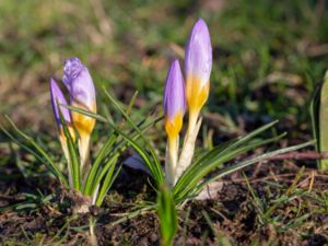 Crocus sieberi - Sieber's Crocus - Grekisk krokus