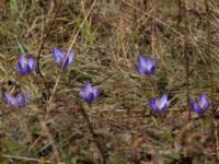 Crocus speciosus Ai Petri, Crimea, Russia 20150917_0008