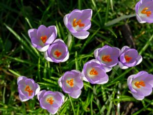 Crocus tommasinianus - Woodland Crocus - Snökrokus