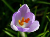 Crocus tommasinianus Afrikaparken, Bunkeflostrand, Malmö, Skåne, Sweden 20190224_0016