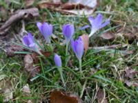 Crocus tommasinianus Kungsparken, Malmö, Skåne, Sweden 20150311_0031