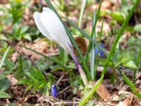 Crocus vernus Oscarshemsparken, Lund, Skåne, Sweden 20180410_0033