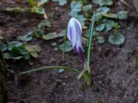 Crocus vernus Vickleby kyrka, Mörbylånga, Öland, Sweden 20160409_0102