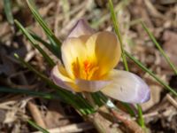 Crocus x hybridus 400 m NNO Brånebjär, Svedala, Skåne, Sweden 20180406_0015