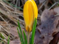 Crocus x stellaris Östra kyrkogården, Malmö, Skåne, Sweden 20190225_0015