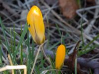 Crocus x stellaris Skjutbanan, Laenacken, Malmö, Skåne, Sweden 20170311_0049