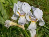 Iris florentina Skåre, Trelleborg, Skåne, Sweden 20240519_0058