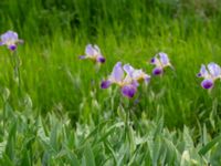 Iris germanica Nedfart Strandskogens bilskrot, Algustrum, Mörbylånga, Öland, Sweden 20190525_0160
