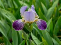 Iris germanica Nedfart Strandskogens bilskrot, Algustrum, Mörbylånga, Öland, Sweden 20190525_0161