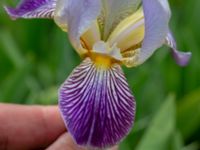 Iris germanica Nedfart Strandskogens bilskrot, Algustrum, Mörbylånga, Öland, Sweden 20190525_0162