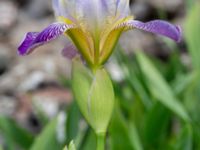 Iris germanica Nedfart Strandskogens bilskrot, Algustrum, Mörbylånga, Öland, Sweden 20190525_0165