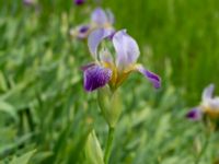 Iris germanica Nedfart Strandskogens bilskrot, Algustrum, Mörbylånga, Öland, Sweden 20190525_0166