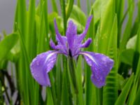 Iris laevigata Damm Sjöhuset, Holmeja, Svedala, Skåne, Sweden 20220606_0015