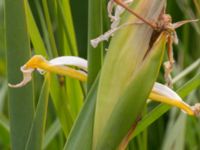 Iris orientalis Ödetomterna, Bunkeflo strandängar, Malmö, Skåne, Sweden 20170705_0031