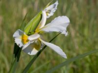 Iris orientalis Ödetomterna, Bunkeflo strandängar, Malmö, Skåne, Sweden 20180608_0005