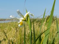 Iris orientalis Ödetomterna, Bunkeflo strandängar, Malmö, Skåne, Sweden 20180608_0083