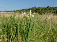 Iris orientalis Ödetomterna, Bunkeflo strandängar, Malmö, Skåne, Sweden 20180608_0084