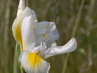 Iris orientalis Ödetomterna, Bunkeflo strandängar, Malmö, Skåne, Sweden 20210619_0061