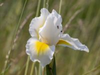 Iris orientalis Ödetomterna, Bunkeflo strandängar, Malmö, Skåne, Sweden 20210619_0062