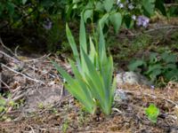 Iris pallida Algustrums hembygdsgård, Mörbylånga, Öland, Sweden 20190525_0153