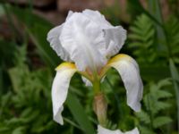 Iris pallida Mältargatan 6, Stora Frö, Mörbylånga, Öland, Sweden 20190525_0190