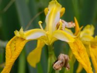 Iris pseudacorus Fuktängen, Toarp, Malmö, Skåne, Sweden 20240525_0122