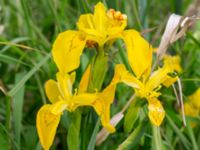 Iris pseudacorus Fuktängen, Toarp, Malmö, Skåne, Sweden 20240525_0123