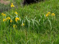 Iris pseudacorus Fuktängen, Toarp, Malmö, Skåne, Sweden 20240525_0128