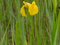 Iris pseudocorus Rostvingestigen, Bunkeflostrand, Malmö, Skåne, Sweden 20190531_0023