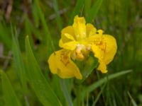 Iris pseudocorus Rostvingestigen, Bunkeflostrand, Malmö, Skåne, Sweden 20190531_0024
