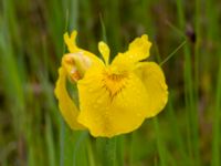 Iris pseudocorus Rostvingestigen, Bunkeflostrand, Malmö, Skåne, Sweden 20190531_0025